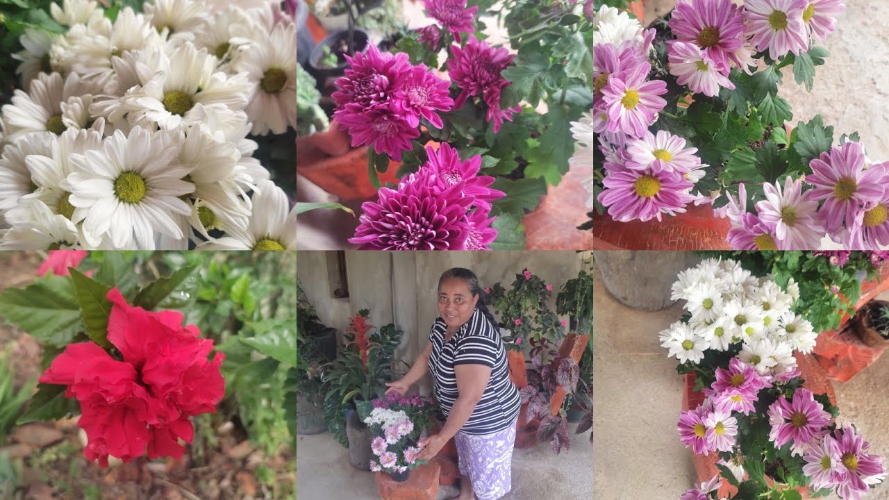 Vamos ver as flores do mês de janeiro novamente 