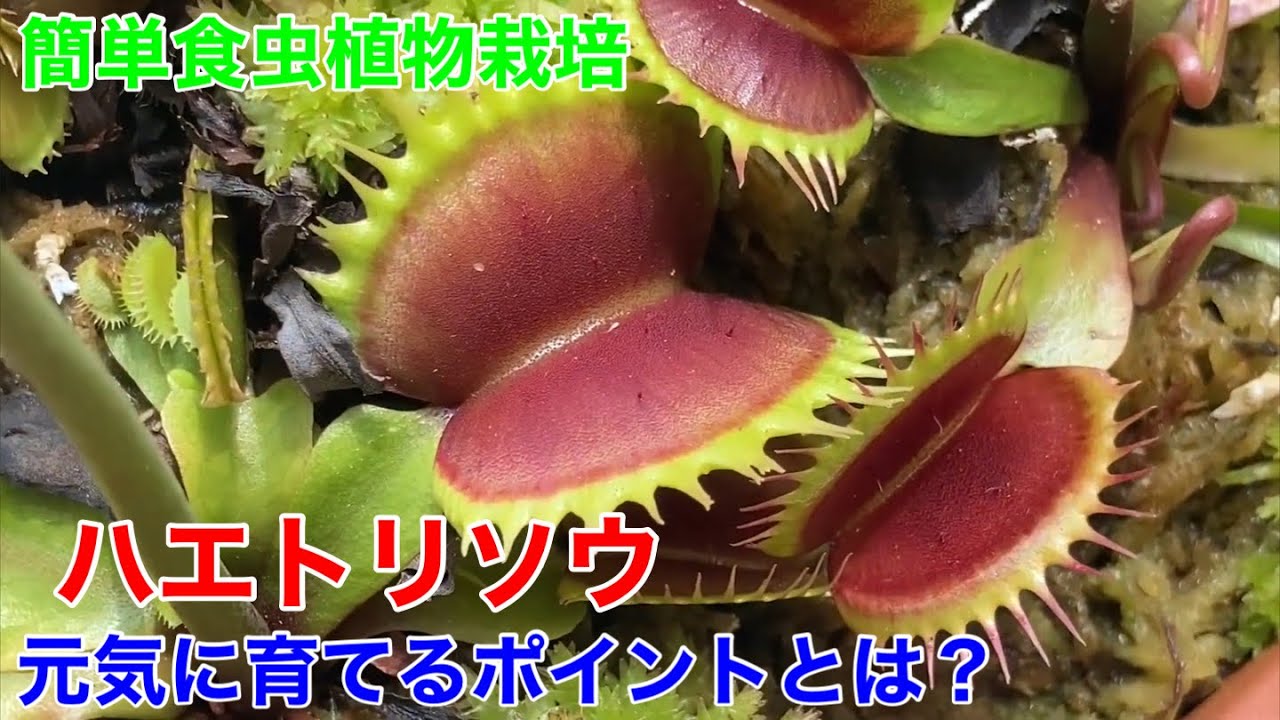ハエトリソウを元気に育てるポイントと上手な餌(虫)と肥料の与え方。