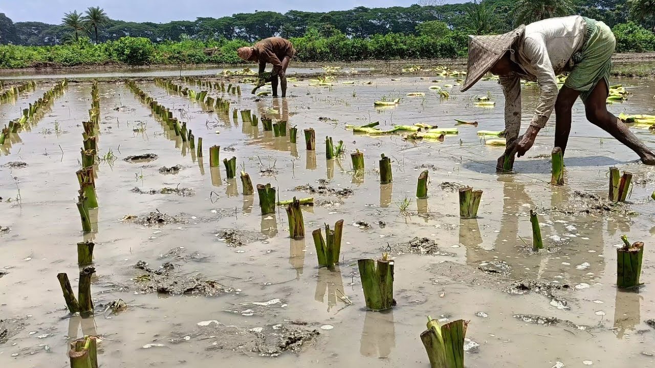 লতি কচু চাষের জন্য জমি তৈরি সার ব্যবহার সকল বিষয় জানুন - এ টু জেড লতি কচু চাষ পদ্ধতি ২০২৫ কচু চাষ