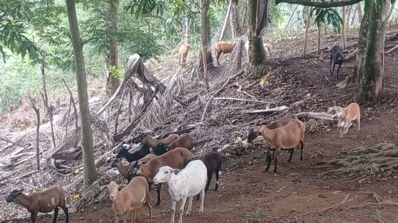 Cría de ovejas, no creerás como vienen a comer!