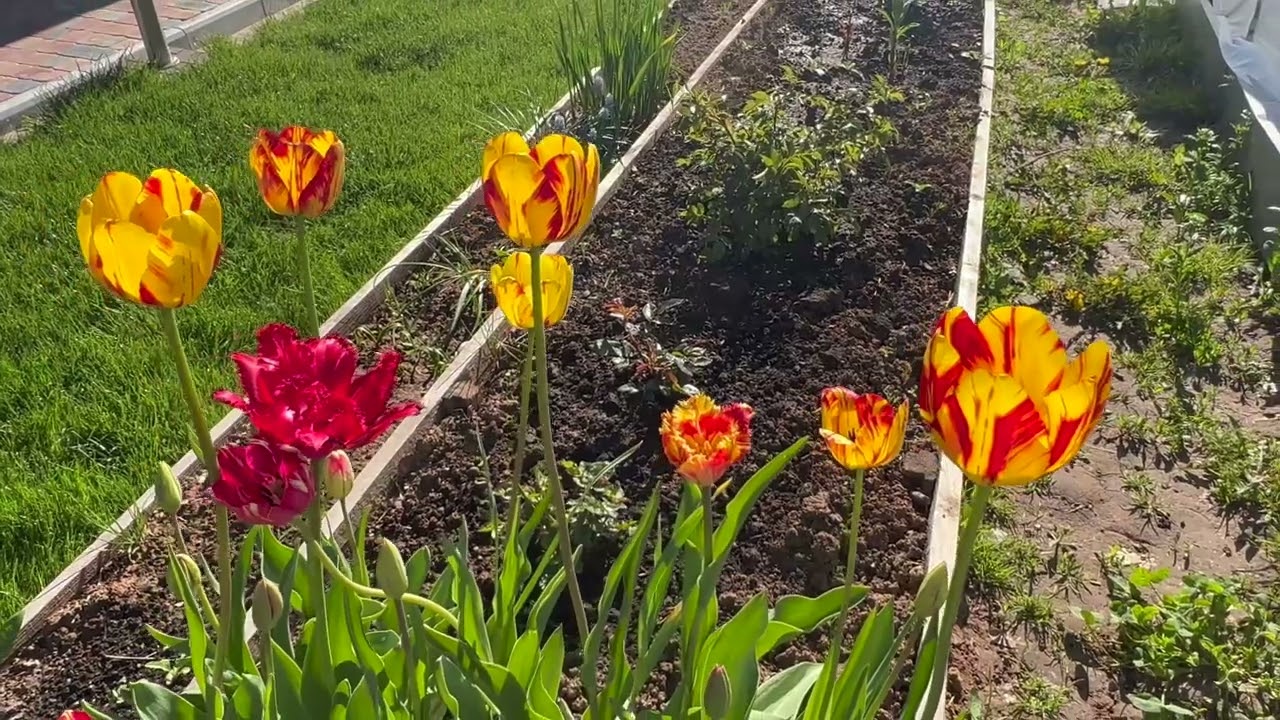 06-01.06.2022 Наступило лето в Студенце