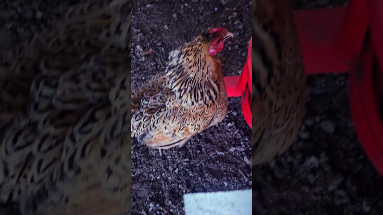 evil chicken attacks 