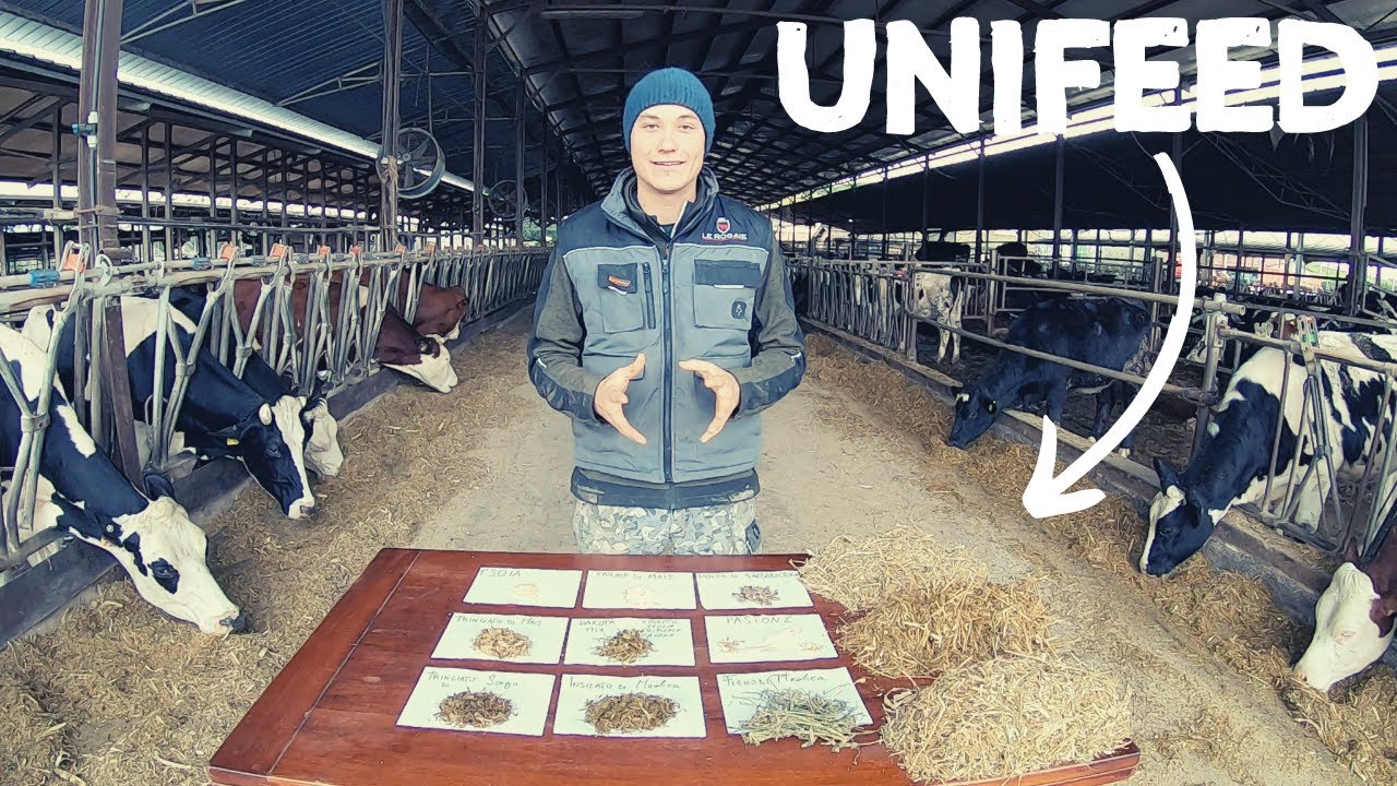Zootecnia: l'alimentazione unifeed de Le Rogaie per la Settimana Verde