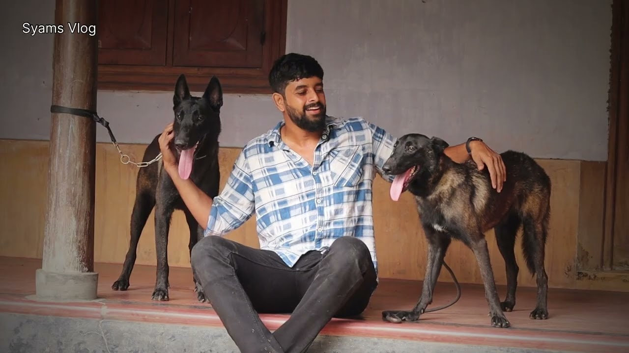 ഞങ്ങൾക്ക് കടിയൻമ്മാരെ മാത്രം മതി Belgian Malinois കെന്നൽ 