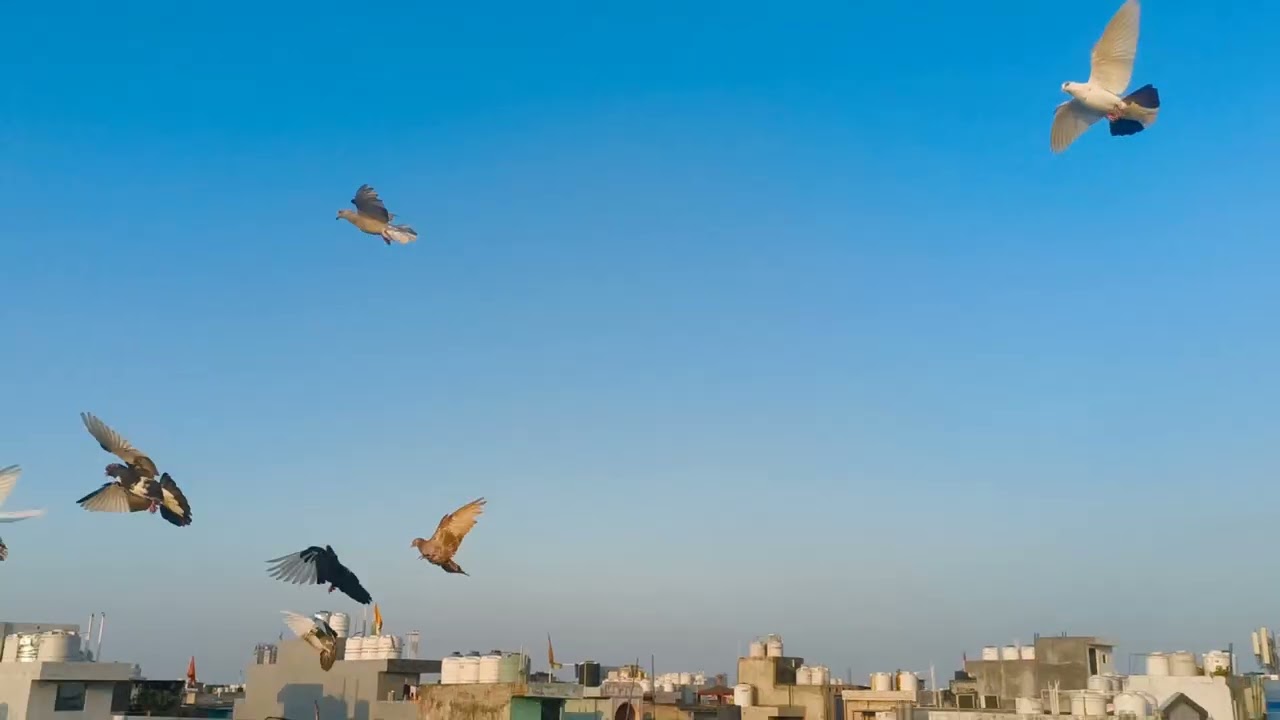 Aj ka Shok karo 🕊️🥰@PanjabiHarsh635 #viralvideo #trainingvideo #youtubevideo #injoytime #pigeonlaver
