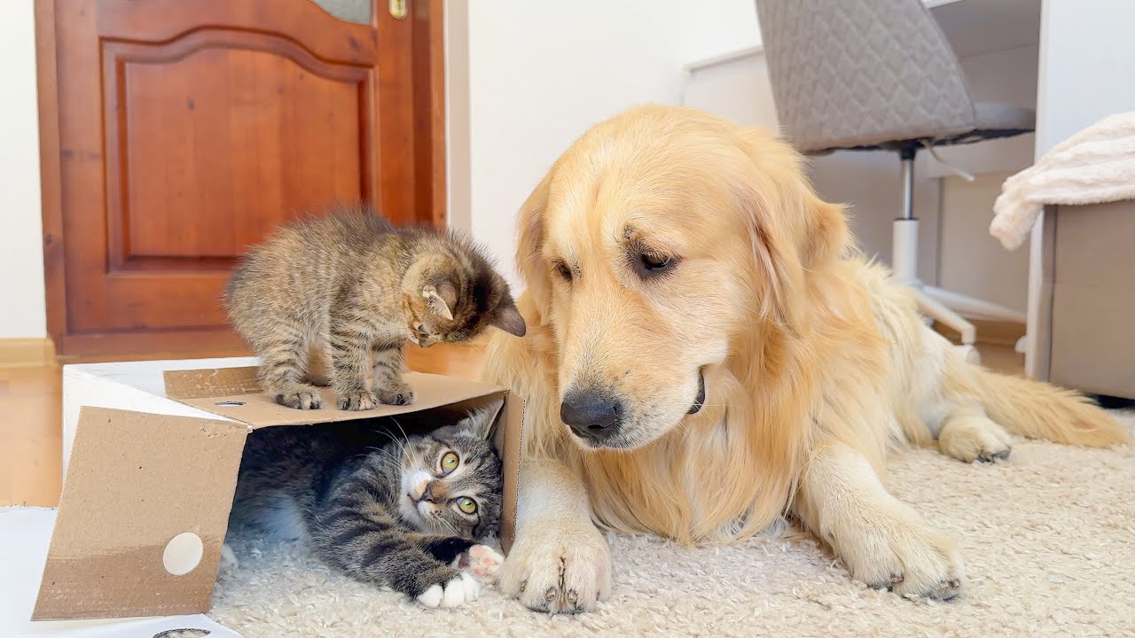 What Does a Golden Retriever do When It Finds Kittens in a Box?
