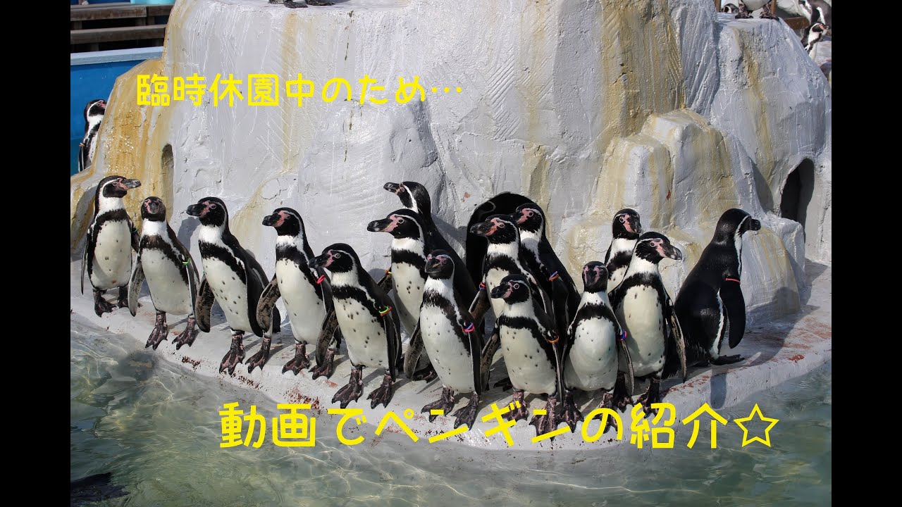 南知多ビーチランド☆ペンギンの紹介