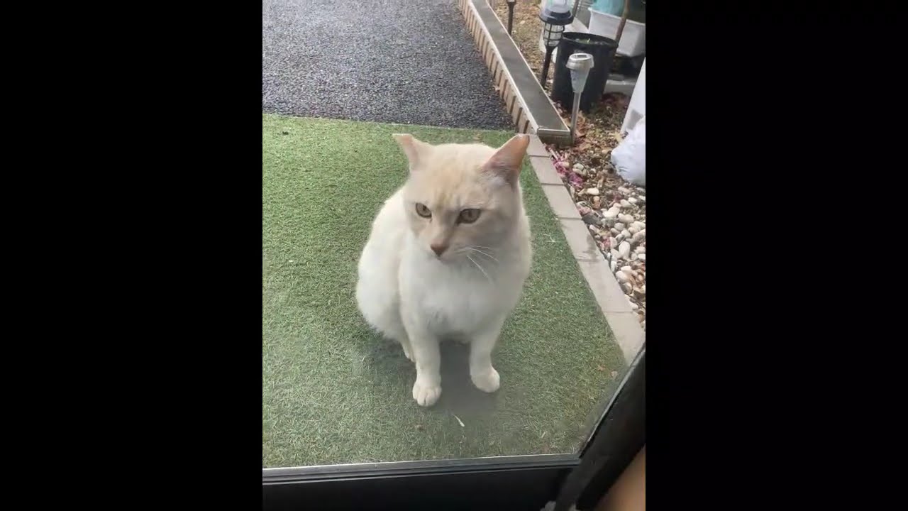 【外猫TNRの記録】傷だらけのトラちゃんを救いたい。初めて捕獲機を設置した日。