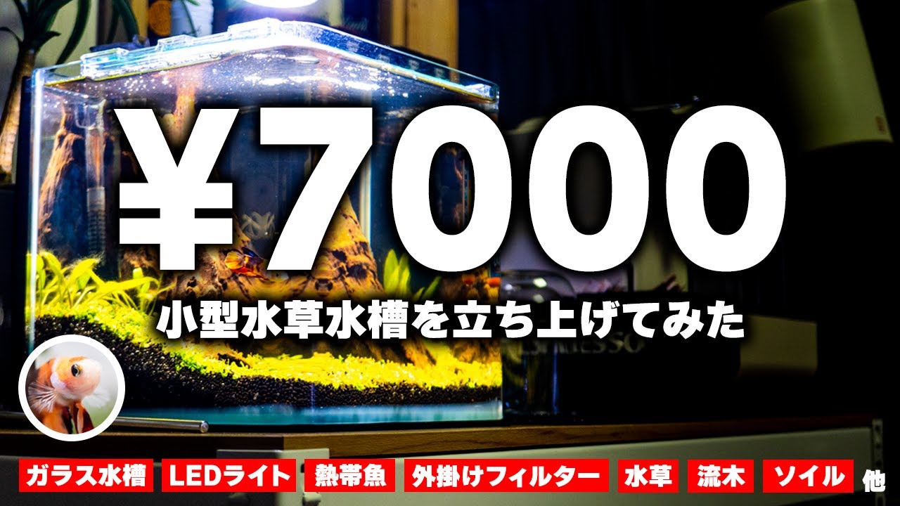 低予算で小型アクアリウム水槽立ち上げ！小さなアクアリウムを始めたい方へ #アクアリウム #ベタ 【ビバアクア】