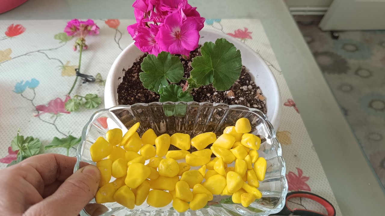 Sardunya dikimi nasıl yapılır ❓ nelere dikkat edilmeli ✅ çiçek bakımı 🌿