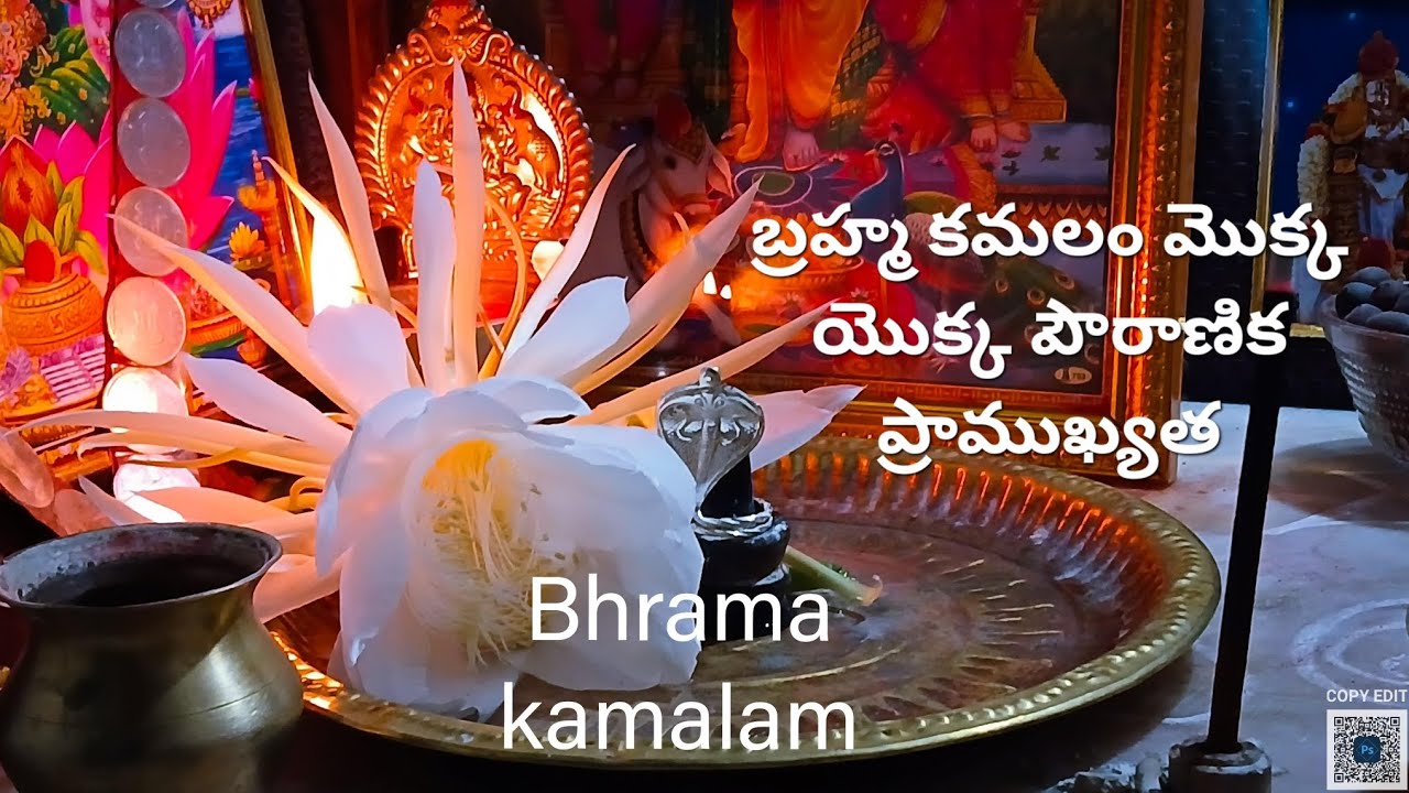 బ్రహ్మ కమలం మొక్క యొక్క పౌరాణిక ప్రాముఖ్యత#trending #viral#bhramakamal#god #devotional