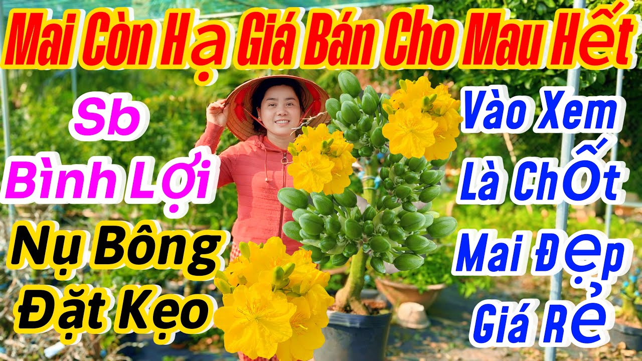 01/02☎️ 0967722961 ☎️🌴mai vàng chơi têt🌴25 mã số-nụ bông nhiều-Siêu bông Bình Lợi-bán giá rẻ nhất 