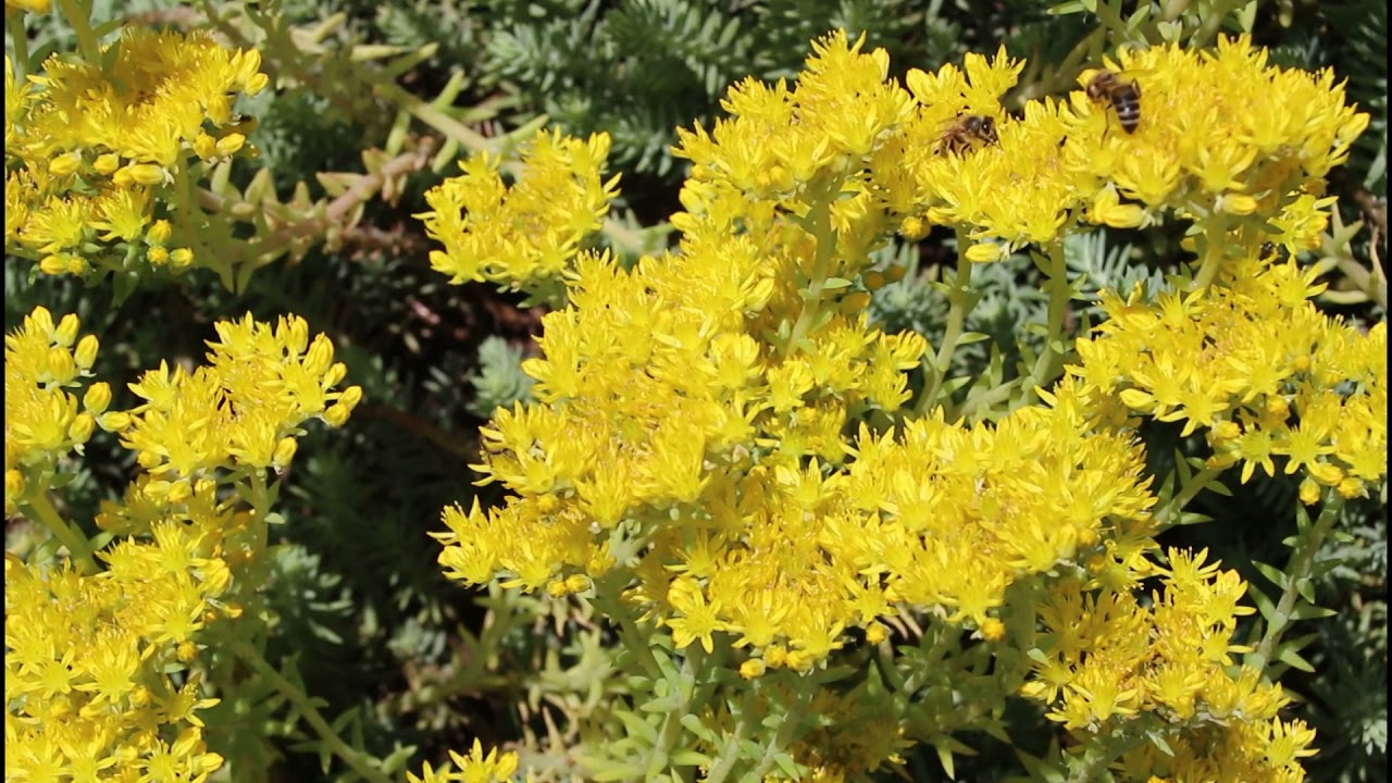 Pszczoły miodne (apis mellifera) na rozchodniku ościstym (petrosedum rupestre)