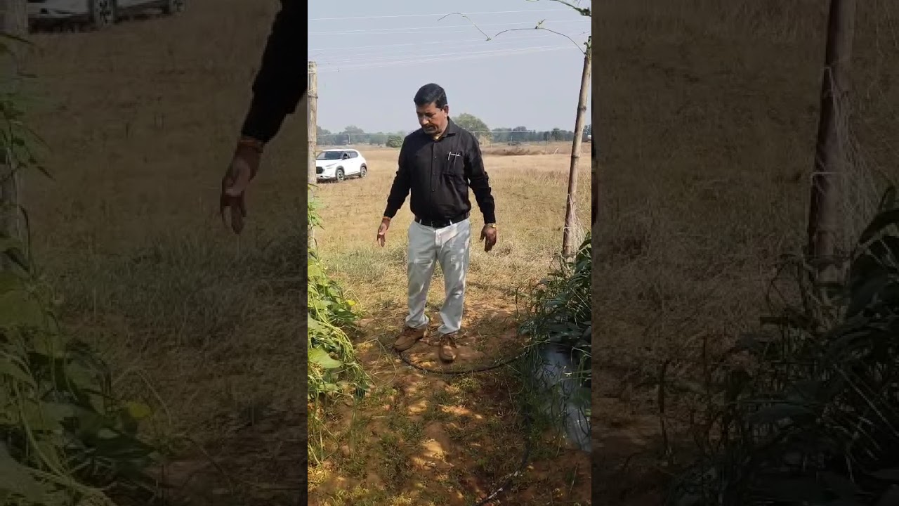 Ankur Seeds hybrid Lobia XXL Simdega Jharkhand ka plot 