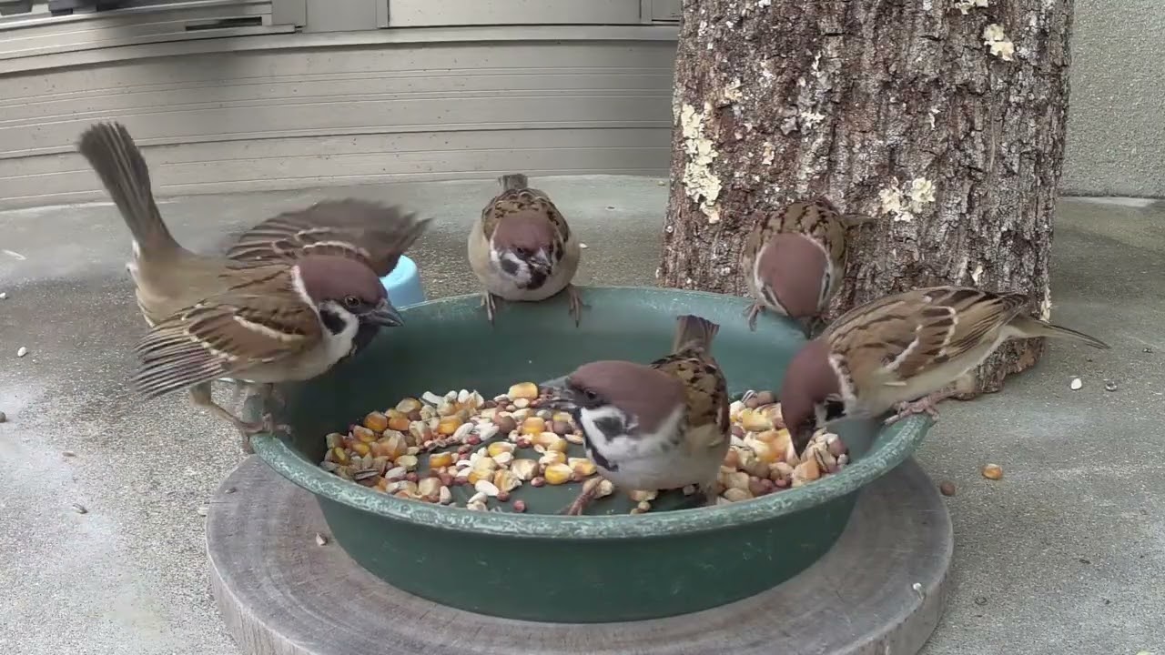 イラつきだすスズメ