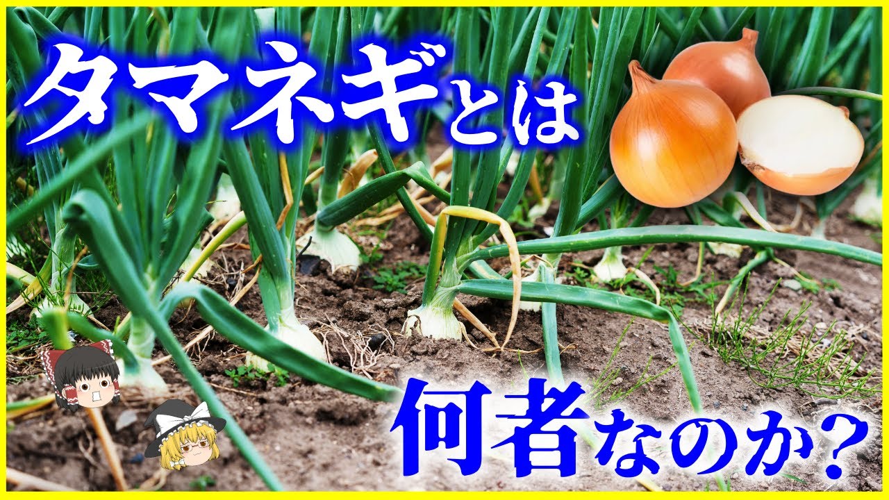 【ゆっくり解説】涙が出る科学的な理由とは…「タマネギ」とは何者なのか？を解説/地中で膨らむ“球根”の秘密