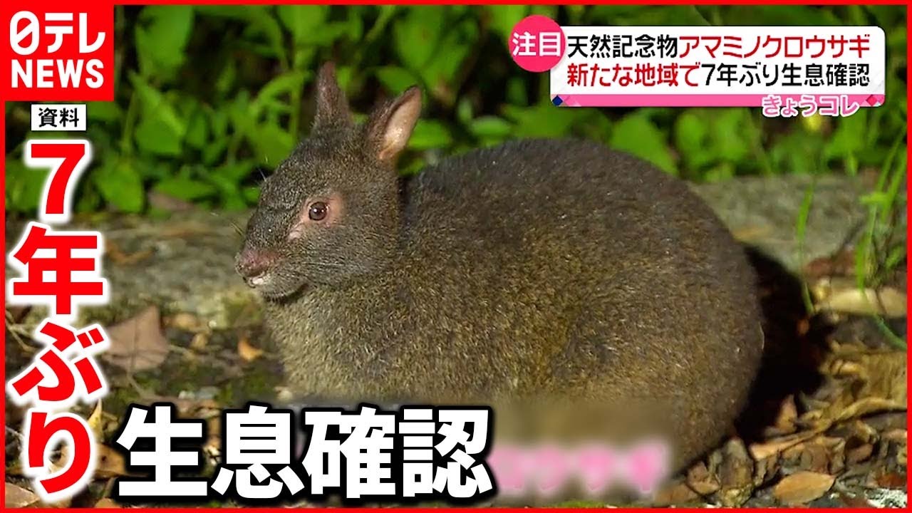 【天然記念物】アマミノクロウサギの生息が確認  徳之島南部