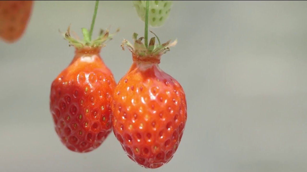 Santé - Offrez-vous une cure de fraises !
