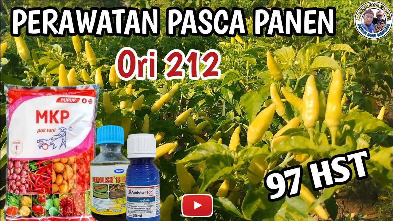 PERAWATAN DAN NUTRISI CABE RAWIT ORI 212 PASCA PANEN ‼️ Usia 97 HST