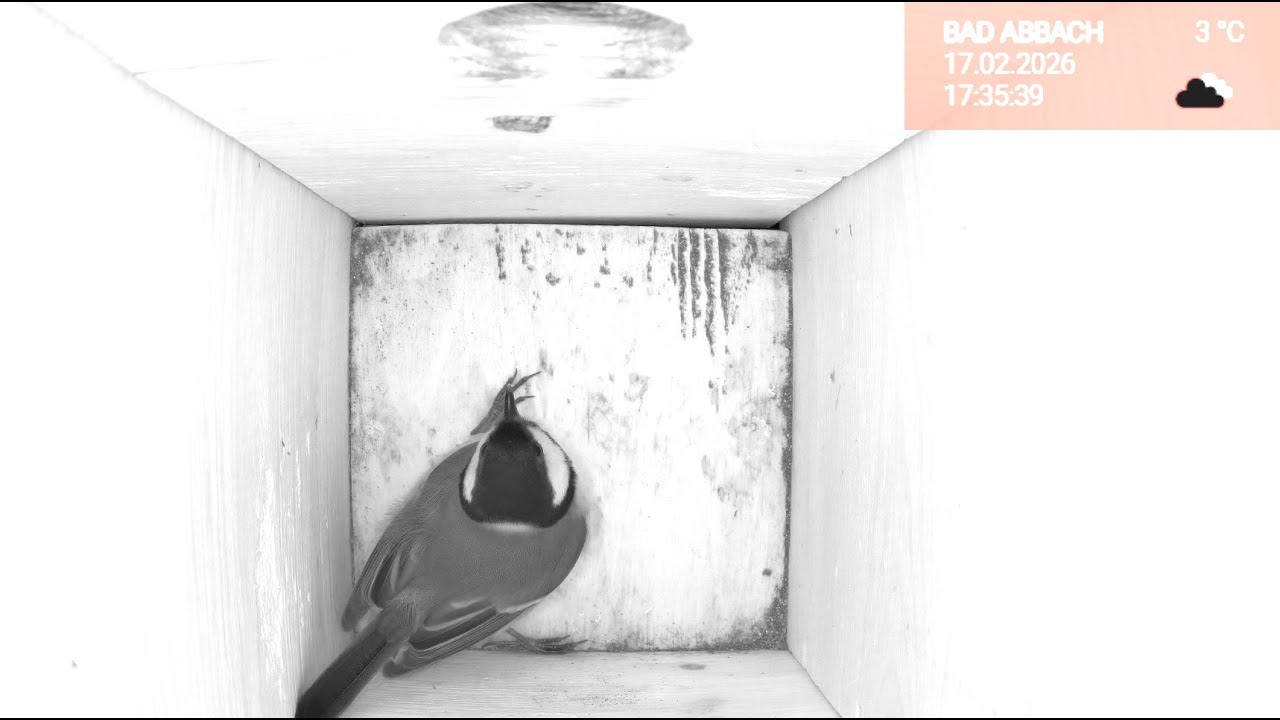17.02. Piepina im Nistkasten 🐦 Live ab 17:30 Uhr – Abend & Nacht am Fensterbrett