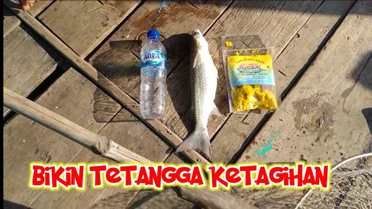 UMPAN IKAN BELANAK SANGAT AMPUH SAMPAI TETANGGA MINTA UMPAN SAYA