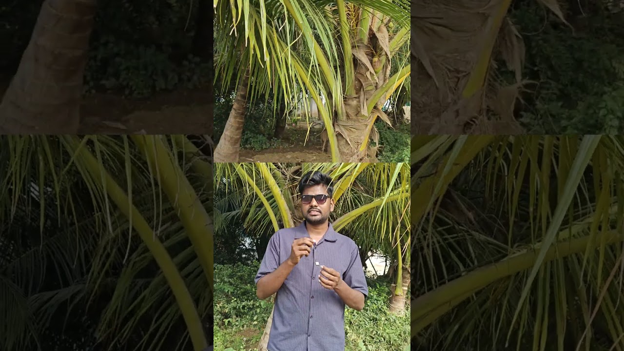 தென்னை விவசாயத்தில் வெள்ளையை கட்டுப்படுத்தும் முறை 