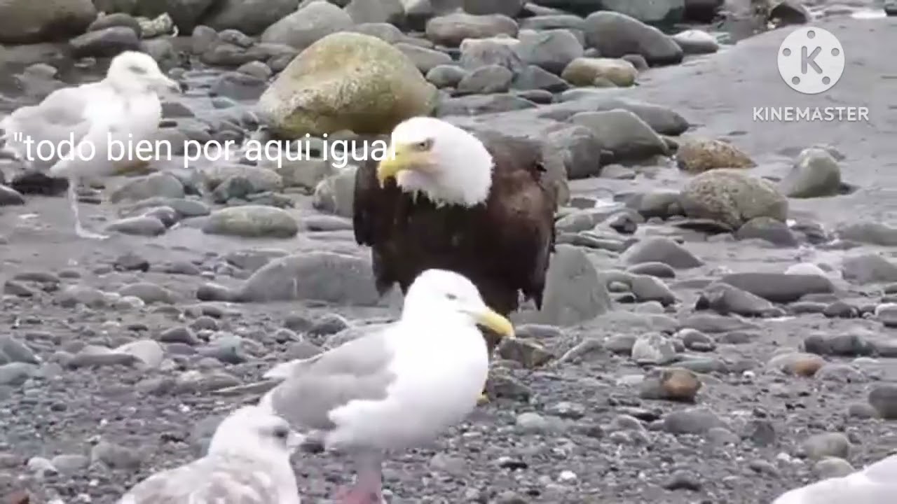 Aguila trumpista