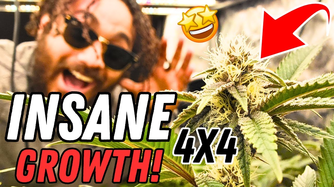 CRAZY GROWTH IN A WEEK! 🤩 Light Upgrade! | Mars Hydro FC-E1500