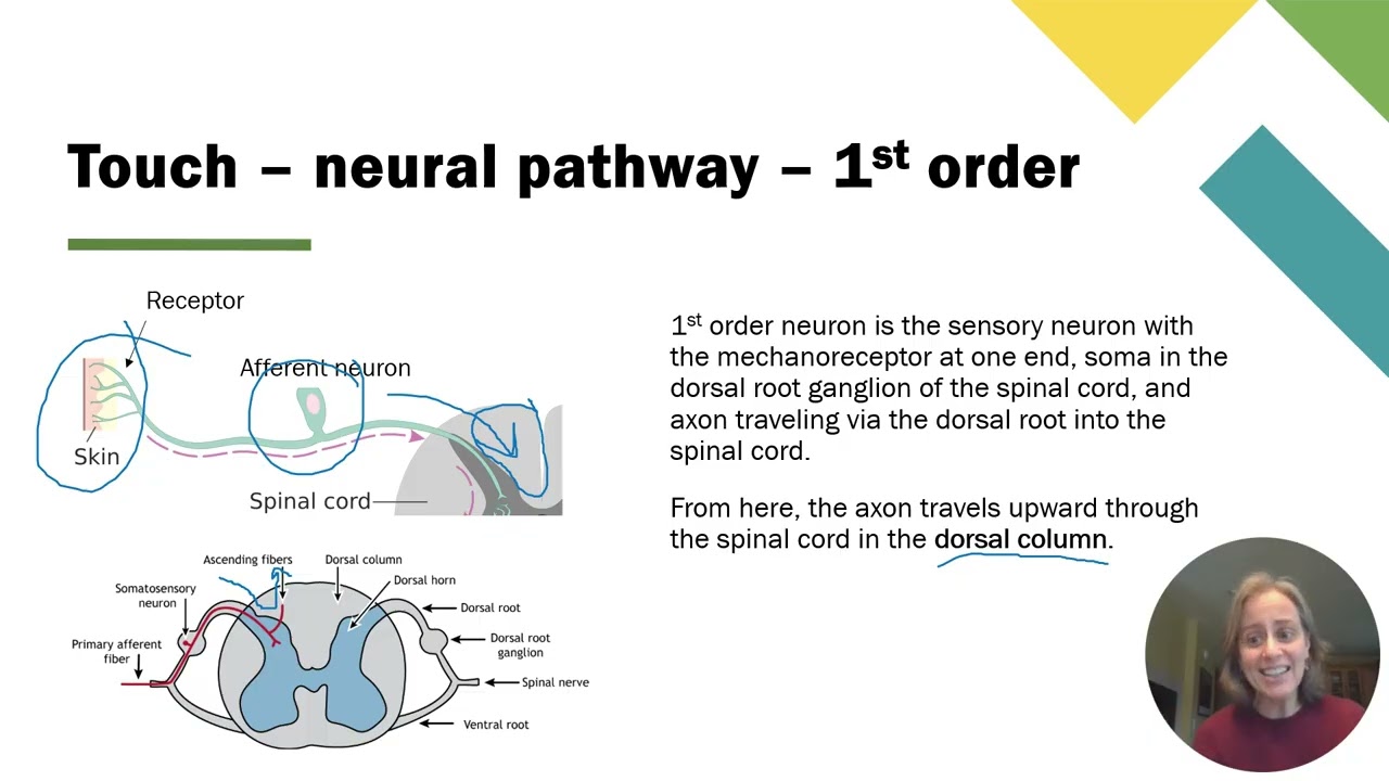 12b Somatosensory - Cutaneous mechanoreceptors (Touch)