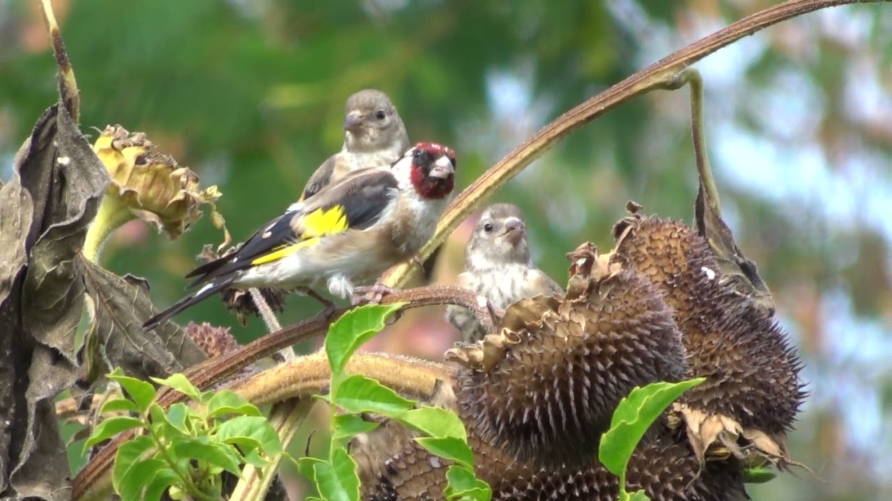 Pui de sticlete in gradina - Goldfinches, new generation