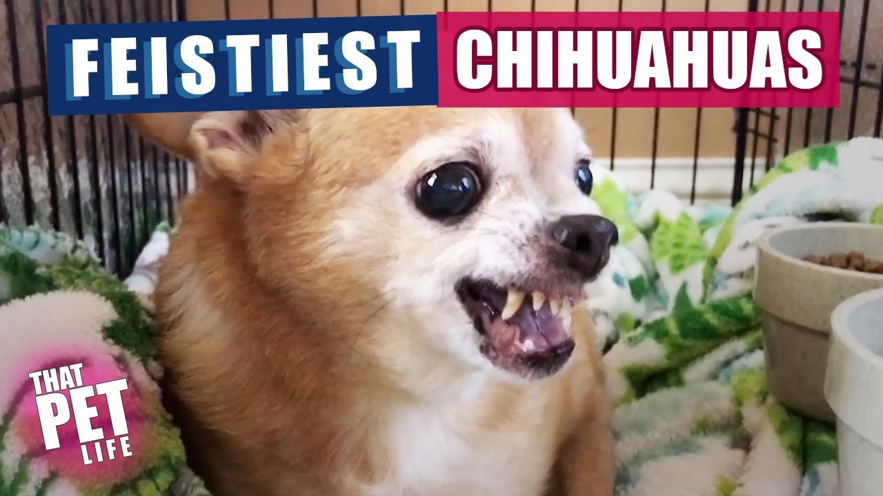 Feistiest Chihuahuas Ever 😳 | Funny Dogs