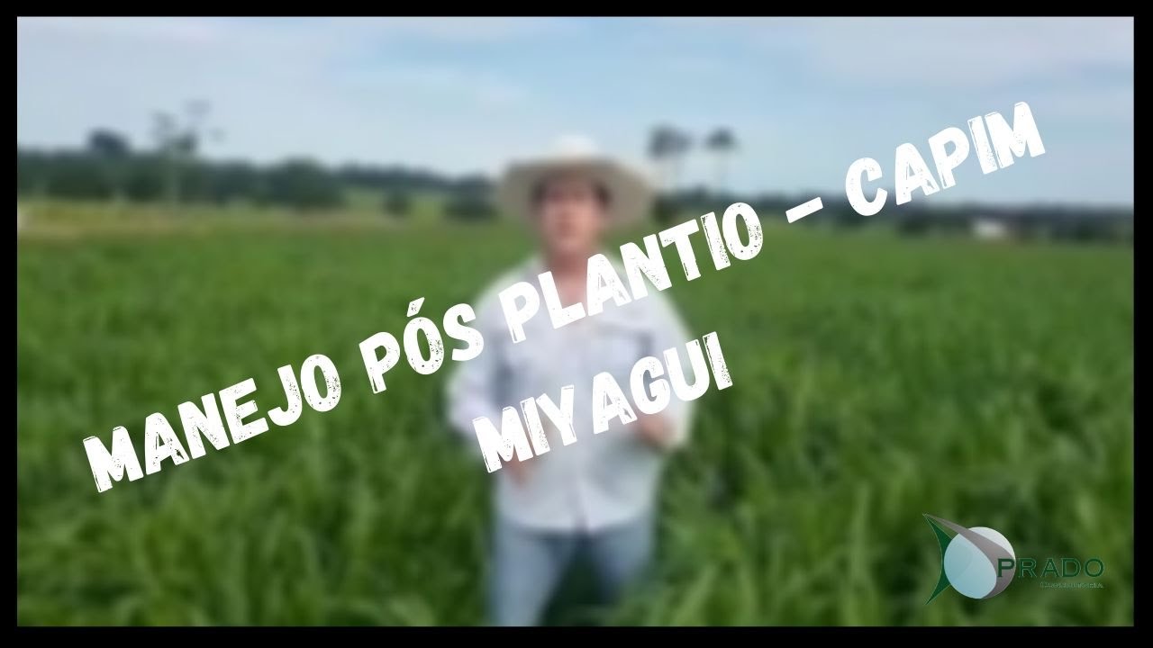 Capim Miyagui - Manejo p&oacute;s plantio