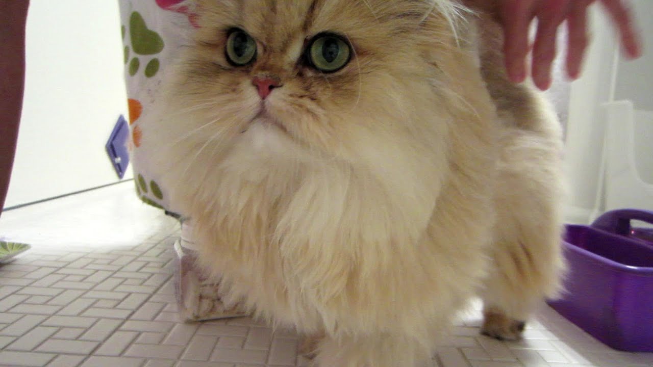 13 01 26 Persian kitties queue up for grooming