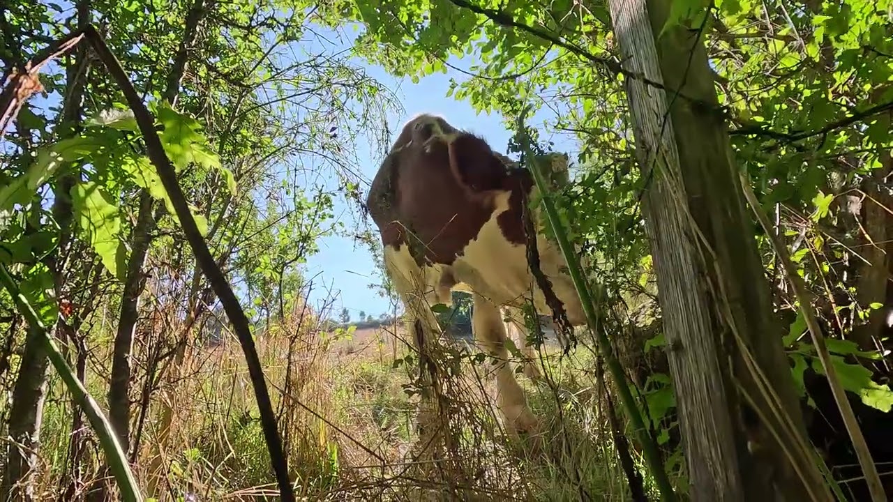 Cow on Via Podiensis, Le Puy Camino (GR 65), France
