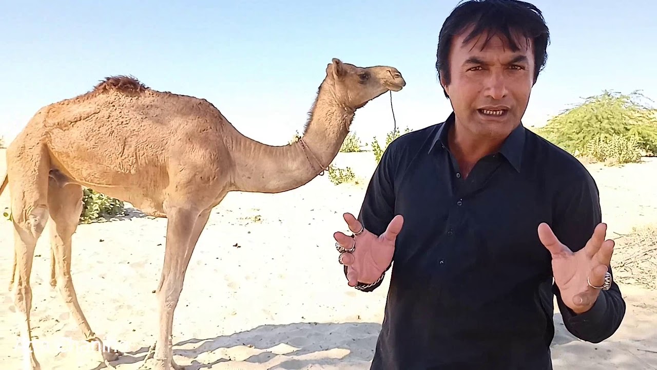 Camel fighting | Sur khambat | سر کنڀات، نيئر،ڏاوڻ، پينڌ، پلاڻ |Shah latif's poetry | Shah jo Risalo