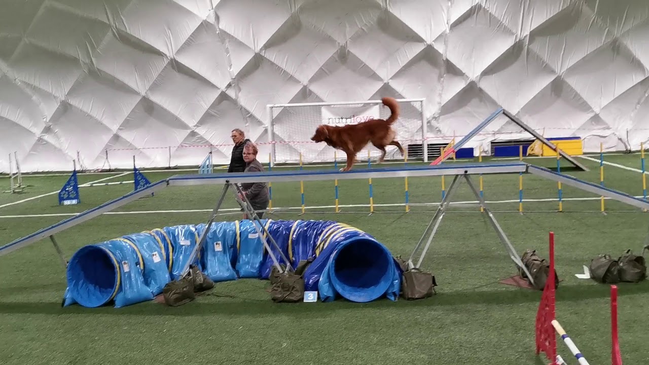 NELLY - agility - egzamin A1 listopad 2019