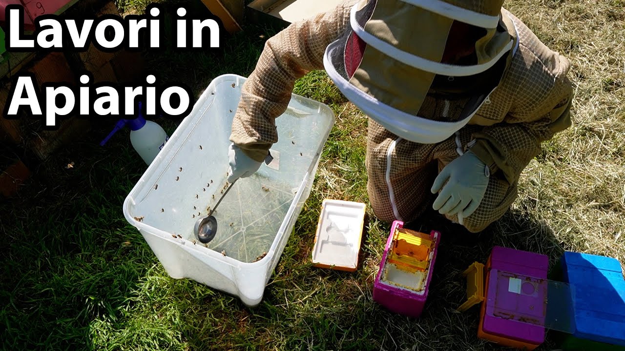 LAVORI in APIARIO #api #apicoltura