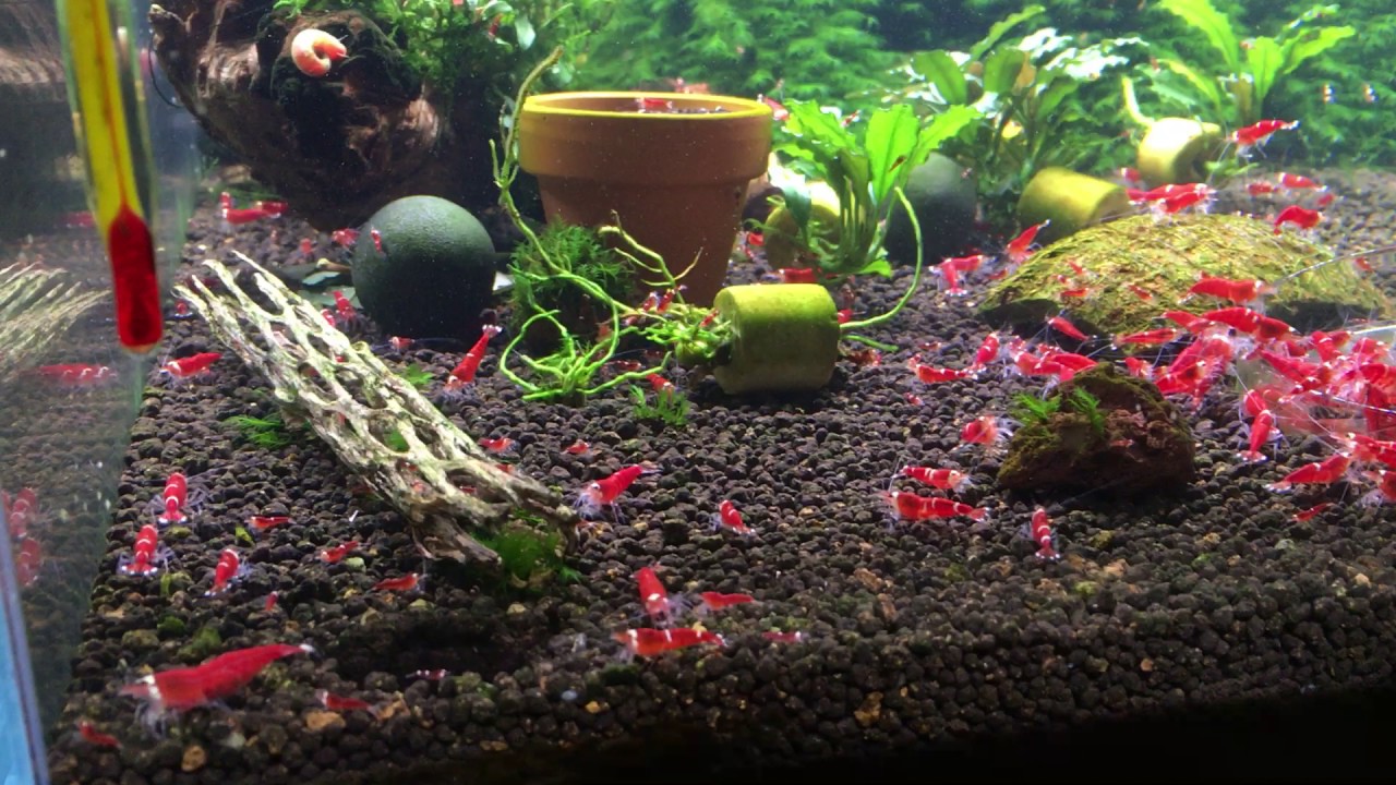 CryMore Shrimps - Problemy w hodowli i odpowiednia mineralizacja wody w krewetkarium