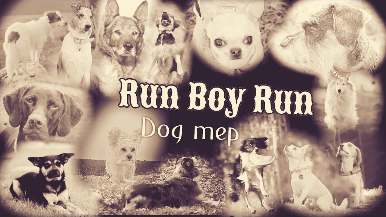 Dog Mep - Run Boy Run