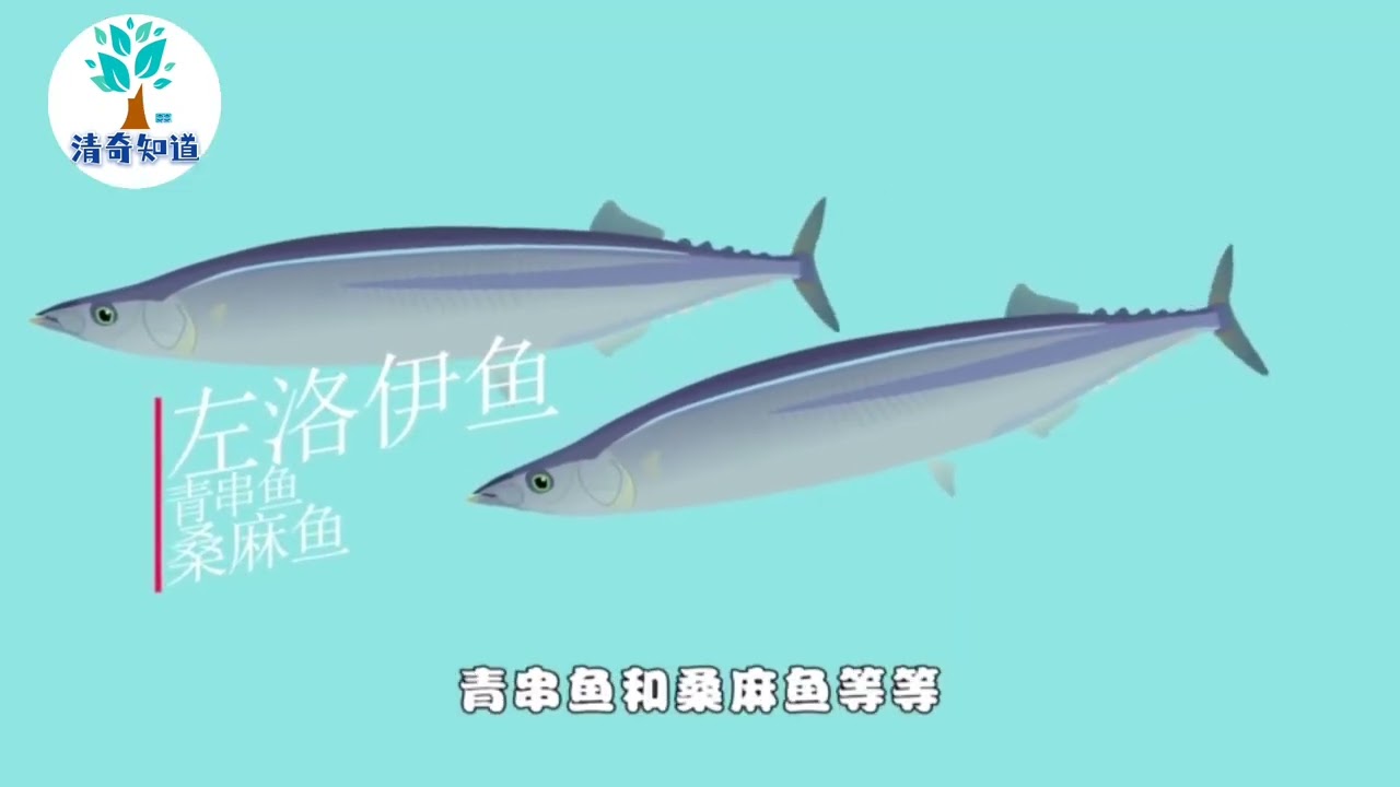 被日本人视为“脑黄金”的秋刀鱼，在中国并不受待见，这是为何？