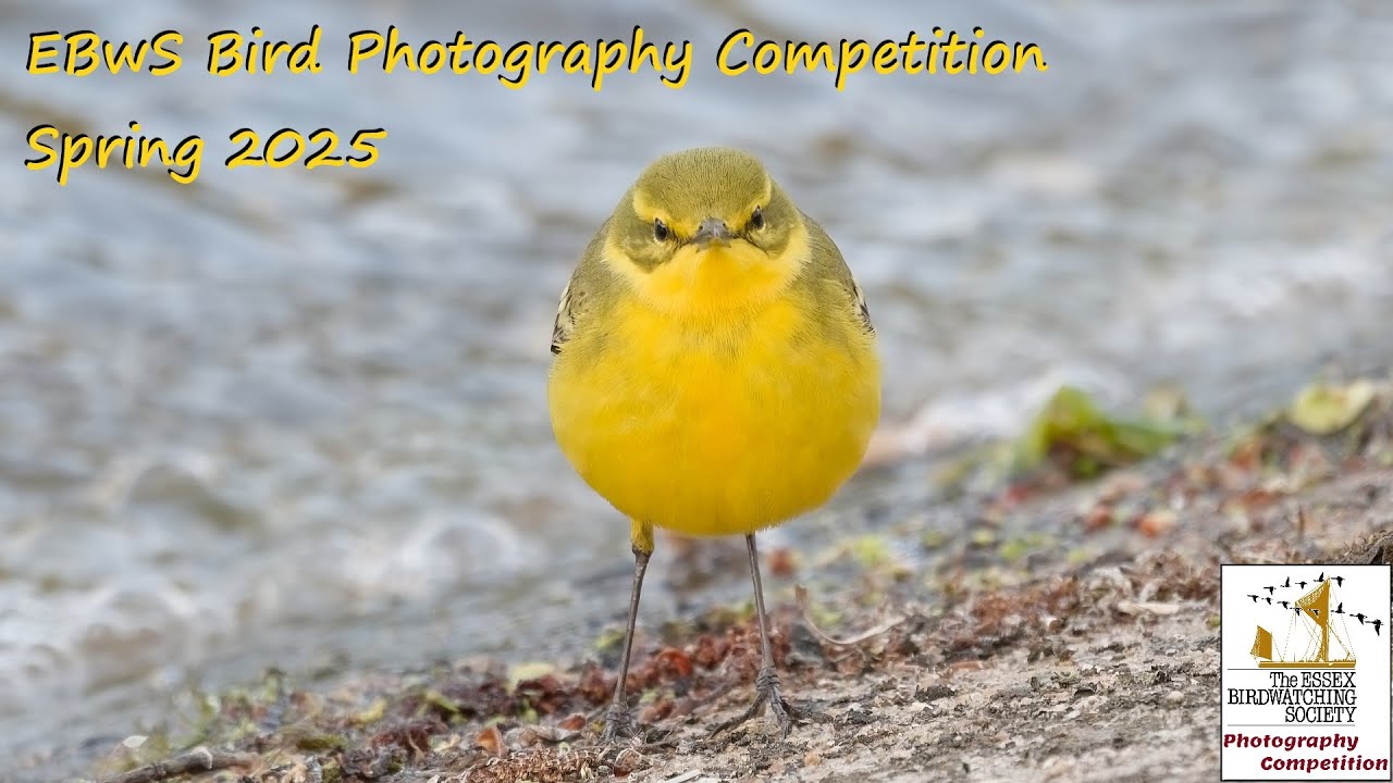 Spring 2025 Bird Photography Competition entries