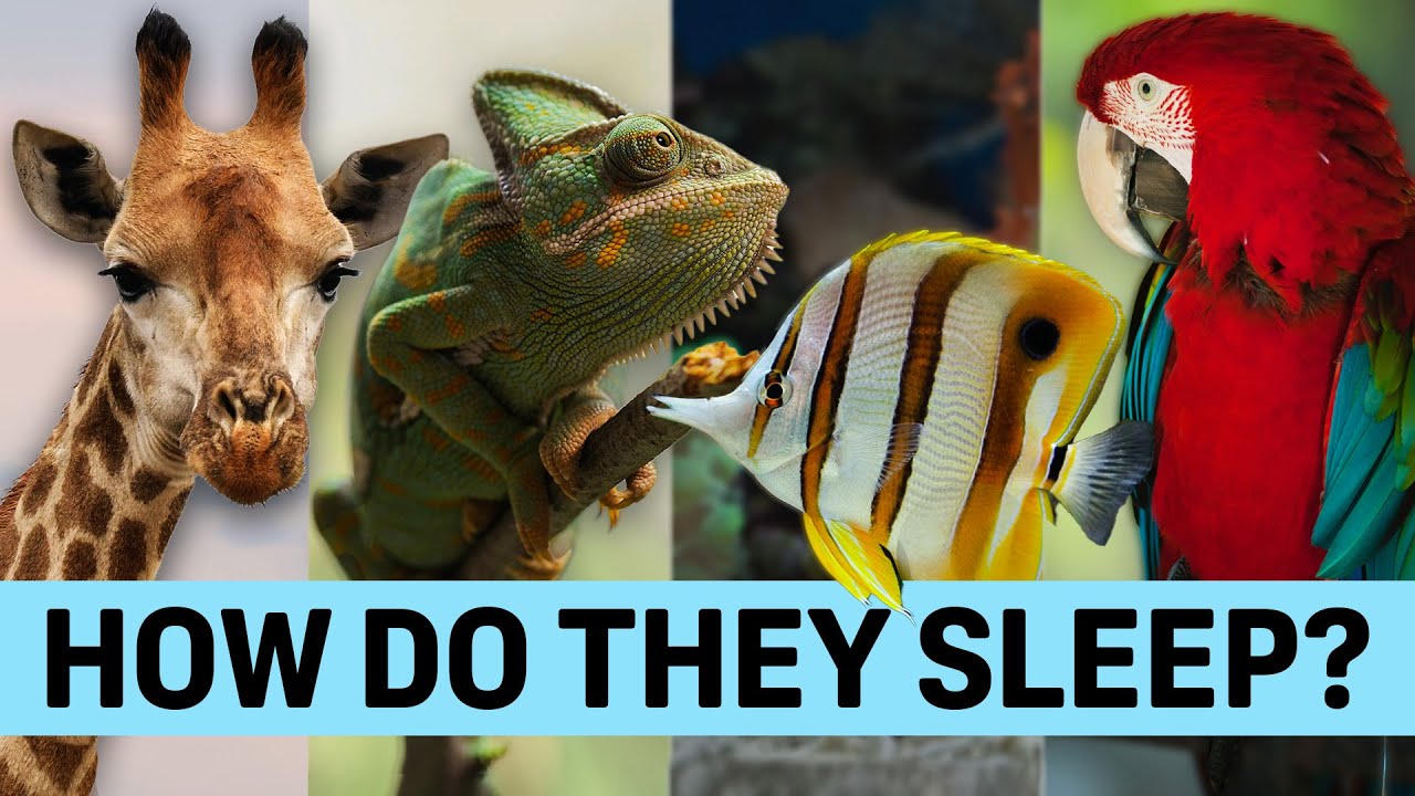 What Can We Learn From How Animals Sleep?
