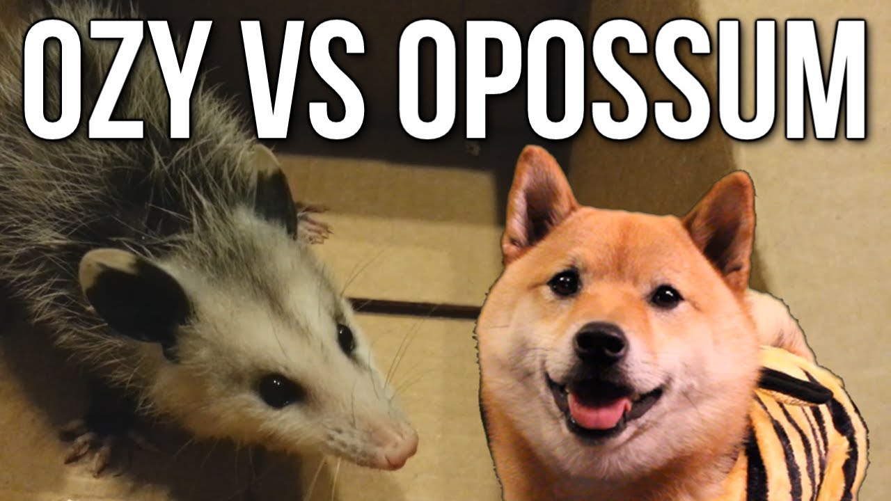 Ozy vs. Opossum! (Adorable, no violence)
