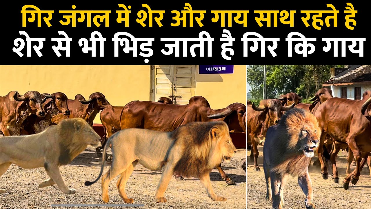 शेर से भिड़ने वाली गाय #Gircow 👍 Gir Jungle की यात्रा और सारे राज का खुलासा👌