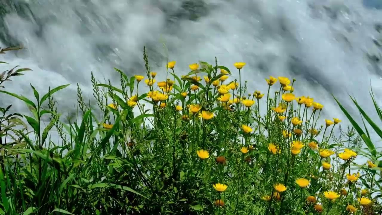 【봄봄봄】🌷봄🌷 오려나봐요 | 싱그러운 #봄 #새 #계곡 ASMR l Valley Flowing Sounds for making comfort of Mind and Body
