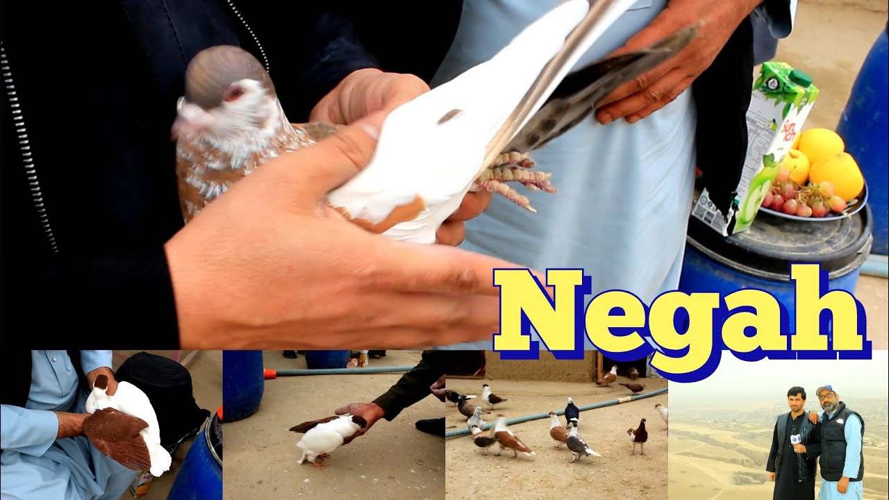 Afhgan pigeons to fly Negah 🪰 😎 