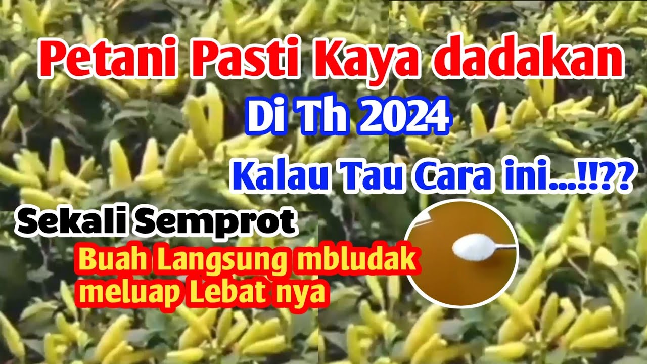 Petani Kaya Raya🔴Racikan Luar biasa .Sekali Pake Buah Cabe Langsung Mbludak Lebat nya