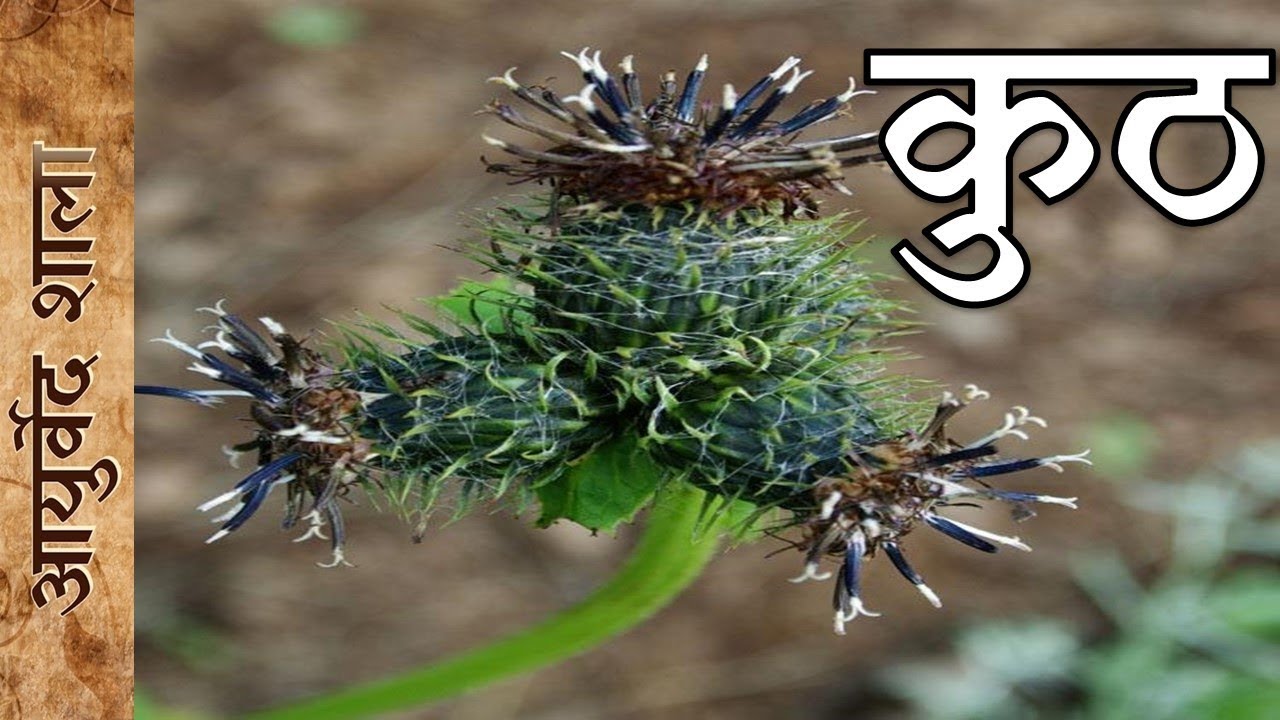 Kuth ke Fayde or upyog | Ayurved shala
