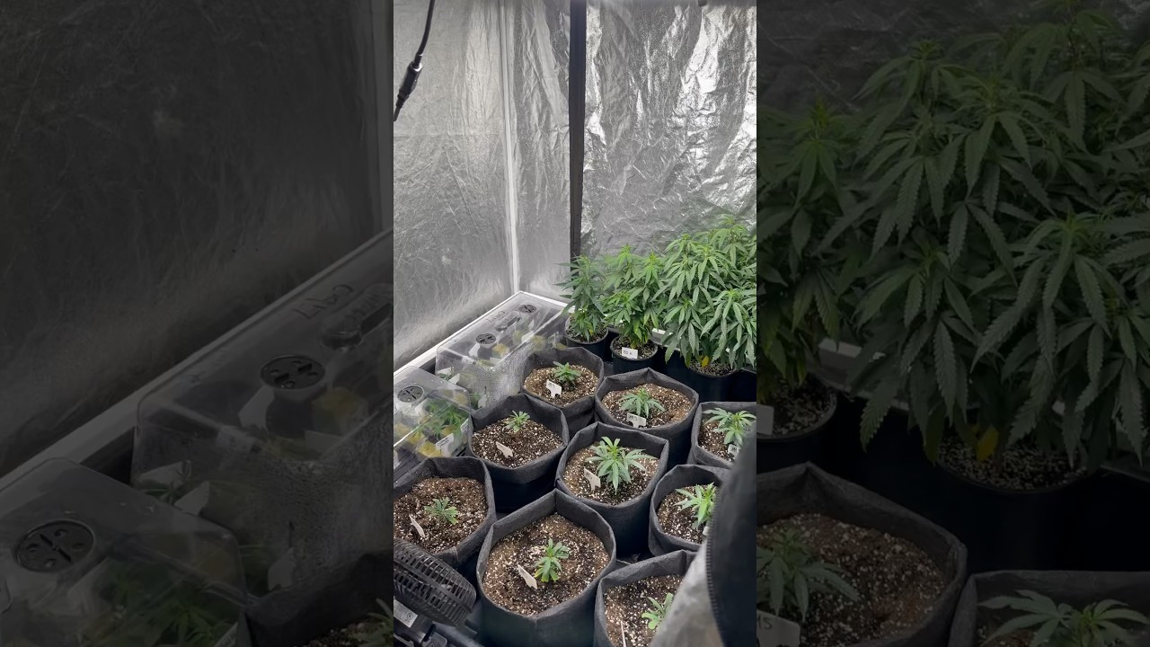 What is a mother plant? Here&rsquo;s what a mother plant+ clone room looks like.