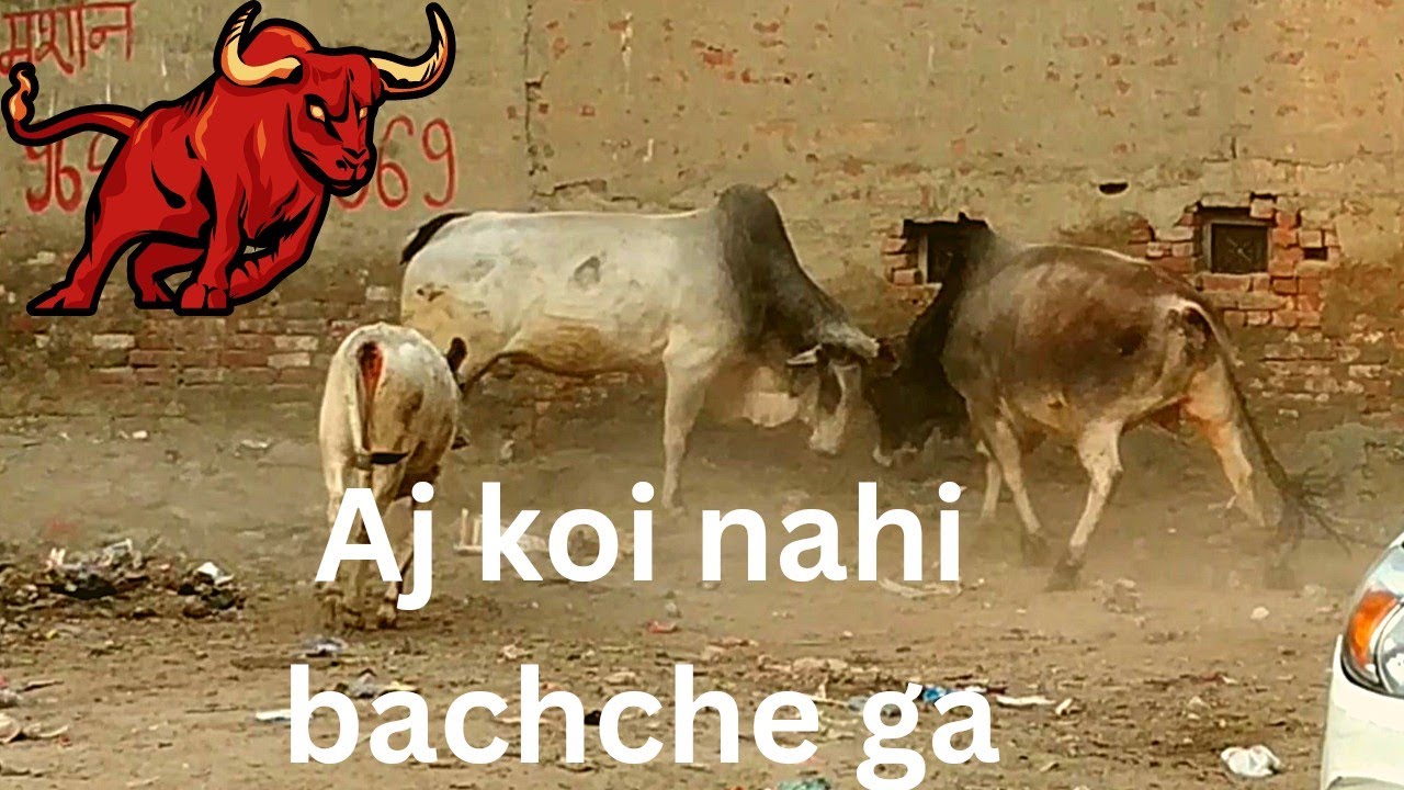 danger bull fight. khatarnaak sando Ki Ladai@Sameerbhati24M#fight